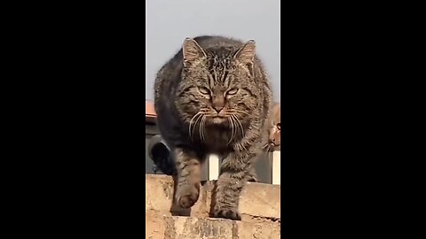 Alpha Cats 😾😼