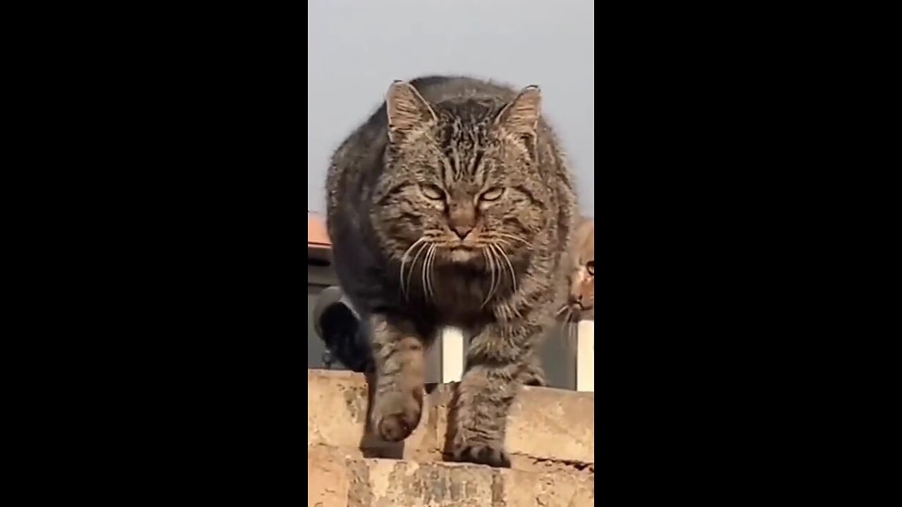 Alpha Cats 😾😼