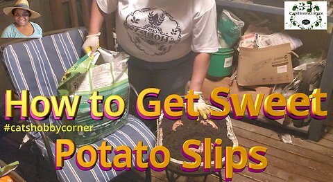 How to Get Sweet Potato Slips - #catshobbycorner #gardening