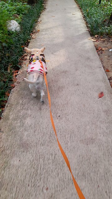 20251029. I Love Jesus Christ.