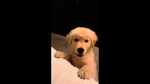 cute dog 🐕🐶