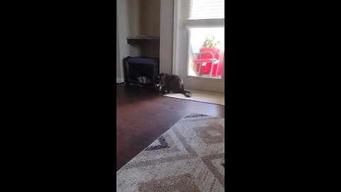 Smokey trying to move his water bowl