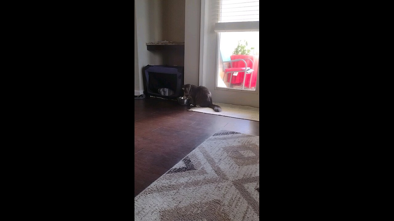 Smokey trying to move his water bowl