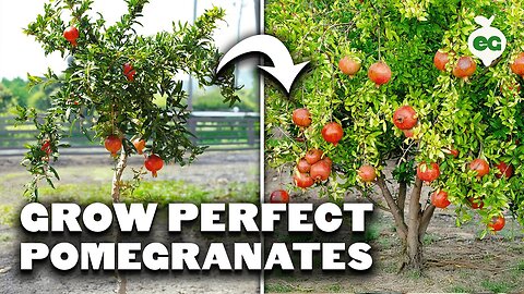 How to Grow Pomegranates at Home: Complete Guide to Planting, Pruning & Harvesting
