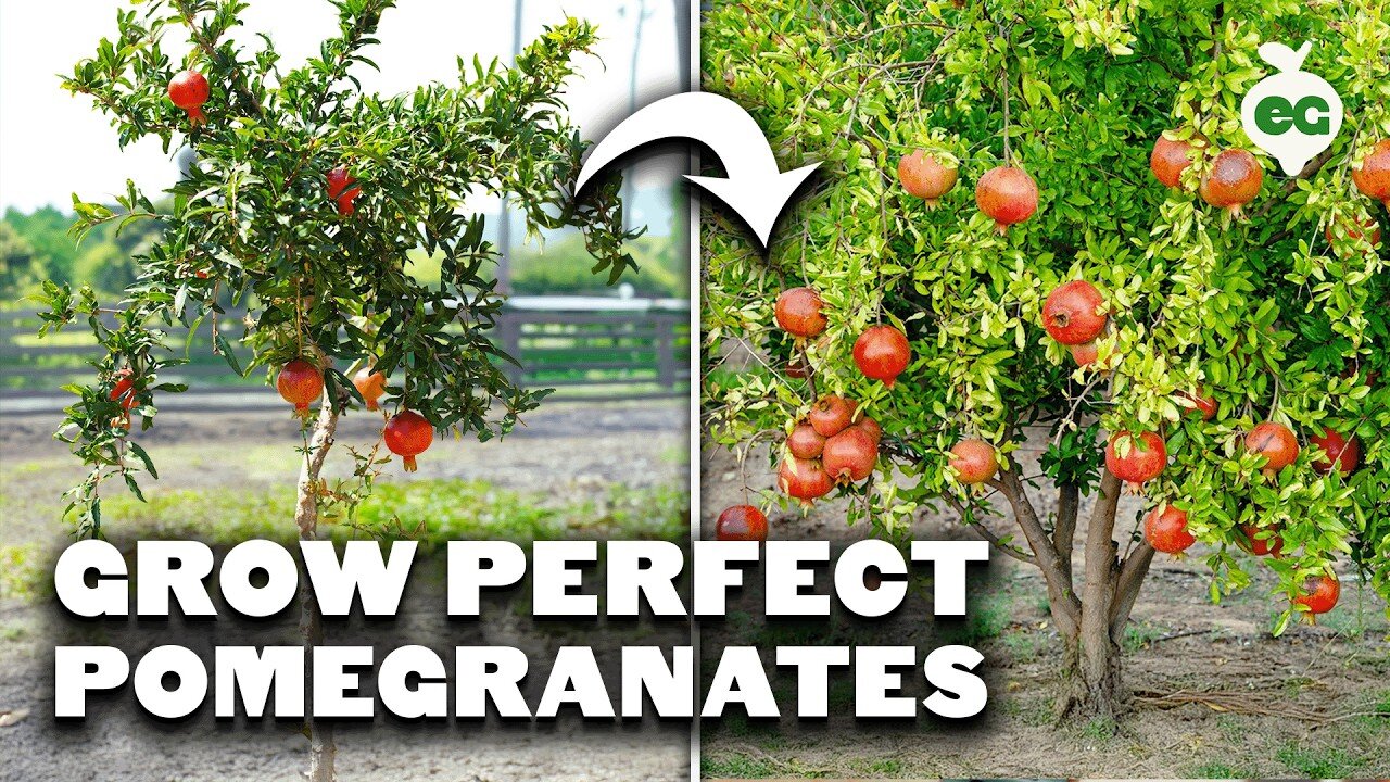 How to Grow Pomegranates at Home: Complete Guide to Planting, Pruning & Harvesting