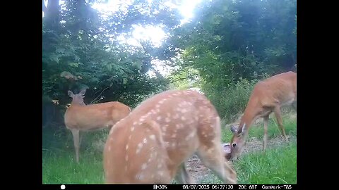 Deer Cam 08-07-2025 Fawns Playing Game Cam Trail Cam