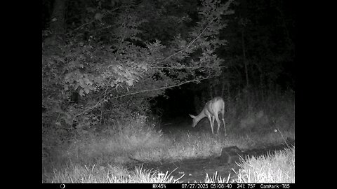 Deer Cam 07-27-2025 Doe On Hot Muggy Night. Game Cam Trail Cam