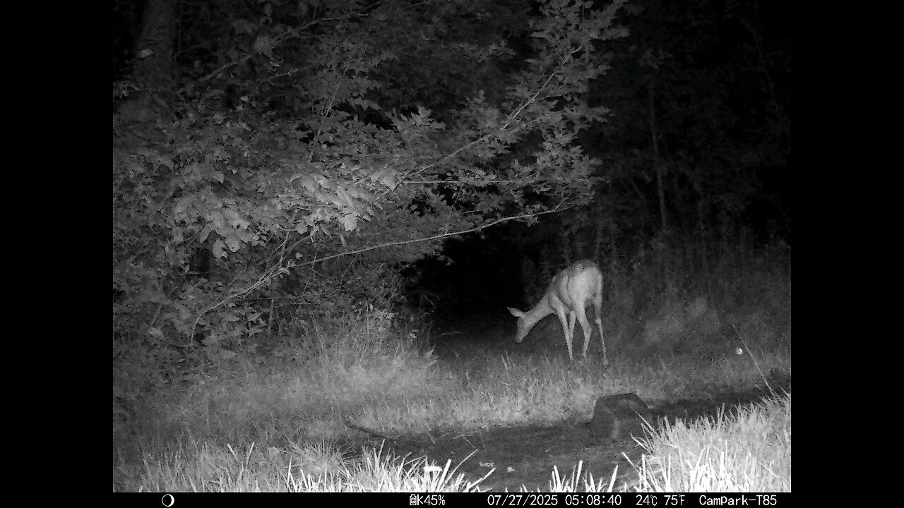 Deer Cam 07-27-2025 Doe On Hot Muggy Night. Game Cam Trail Cam