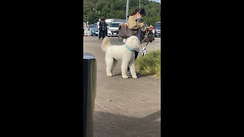 Japan pet
