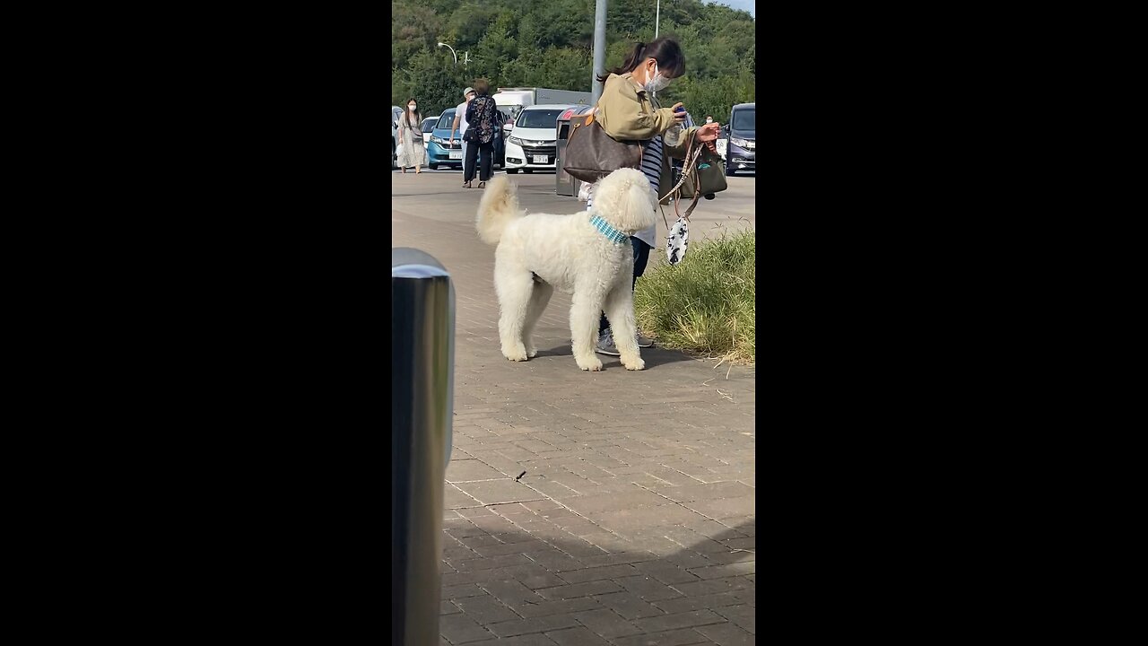 Japan pet