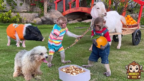 Very touching moments of monkey YiYi and the poor animals