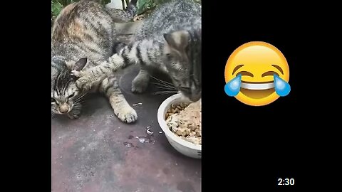 Best Funny Animal Video######