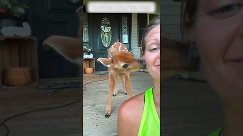The deer came into town asking people for help