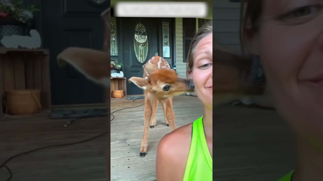 The deer came into town asking people for help