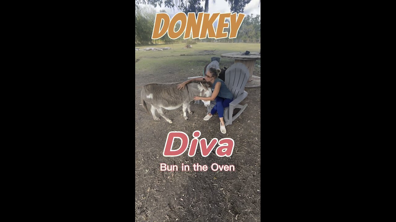 Baby Donkey Loading… Diva’s Got a Bun in the Oven!