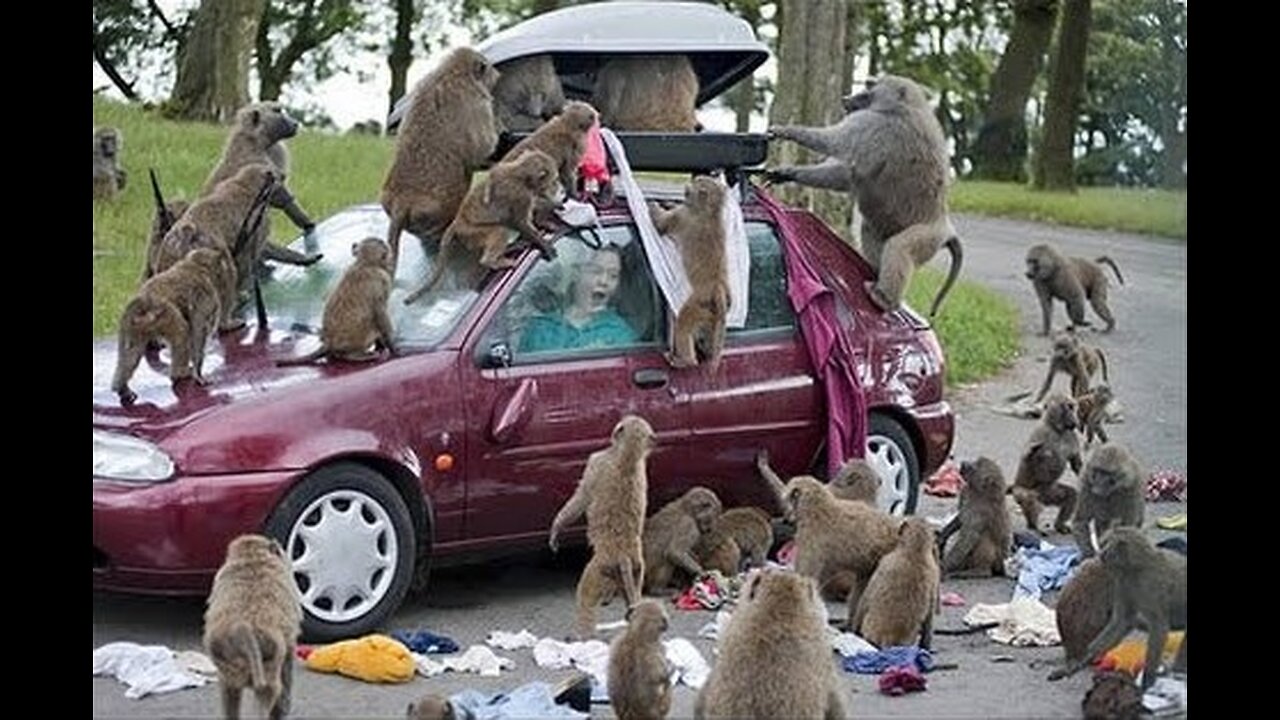 Top 10 Funny Monkey Videos Compilation 2024