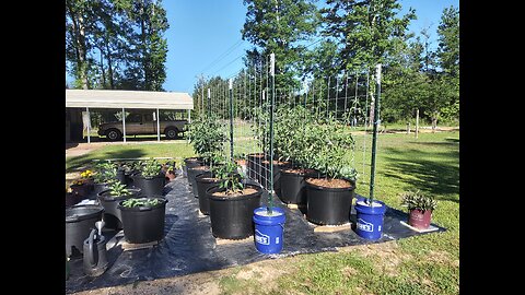 Cattle Panel Tomato Trellis 5/5/25