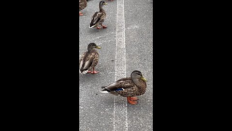 Mallard Ducks 🦆 #mallardducks #followme #shorts #viral #trending #ducks
