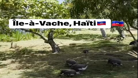 ILE A VACHE - HAITI CHERIE (OFFICIAL ANNTWIP)