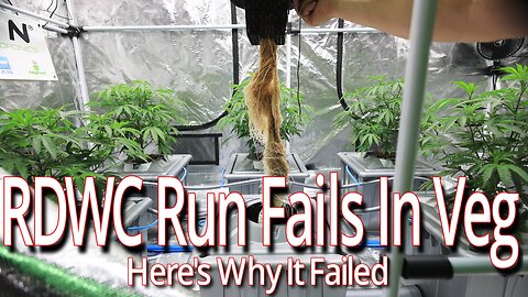 My RDWC Run Failed In Veg, Here's Why It Failed