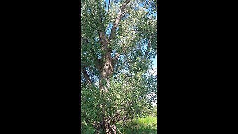 Cottonwood leaf sound