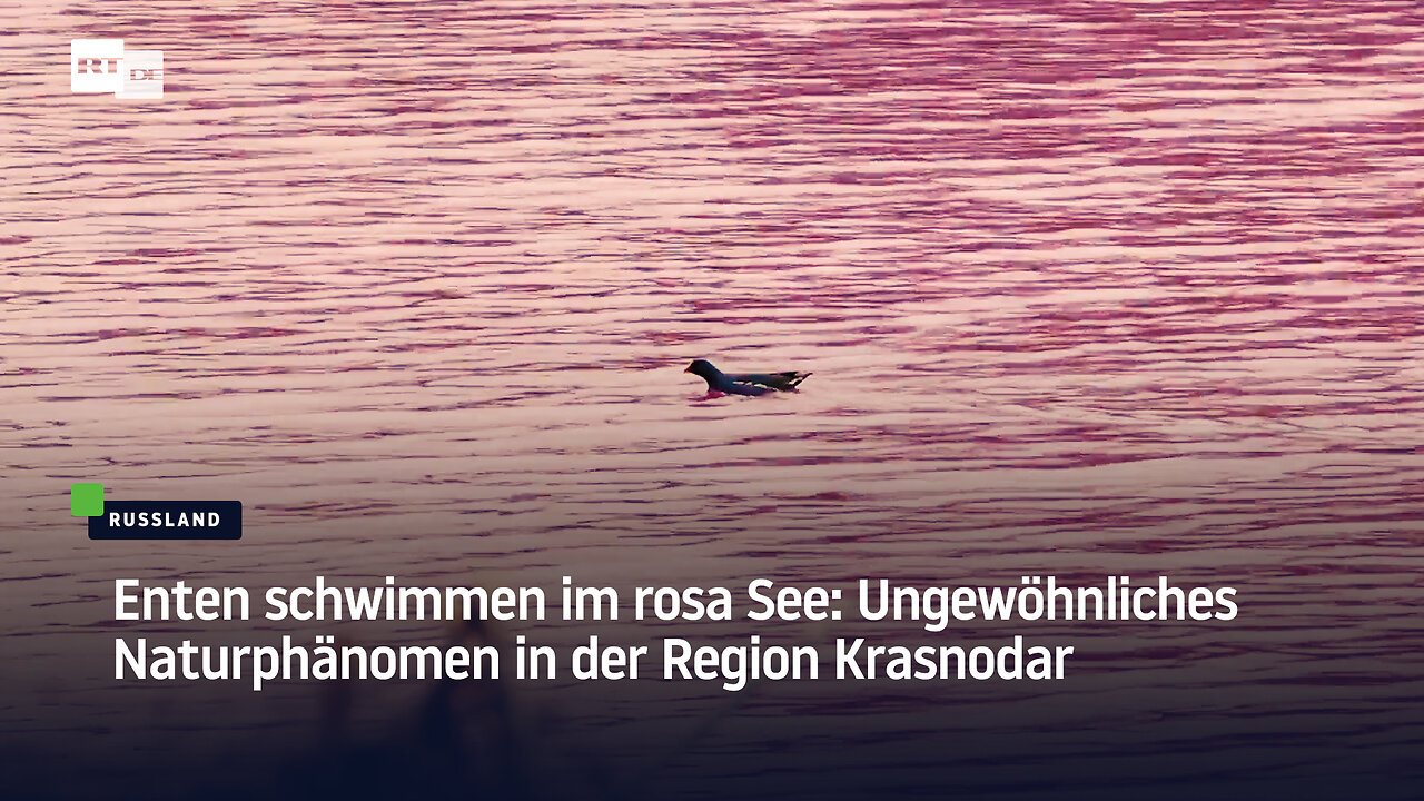Enten schwimmen im rosa See: Ungewöhnliches Naturphänomen in der Region Krasnodar