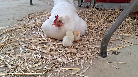 chicks
