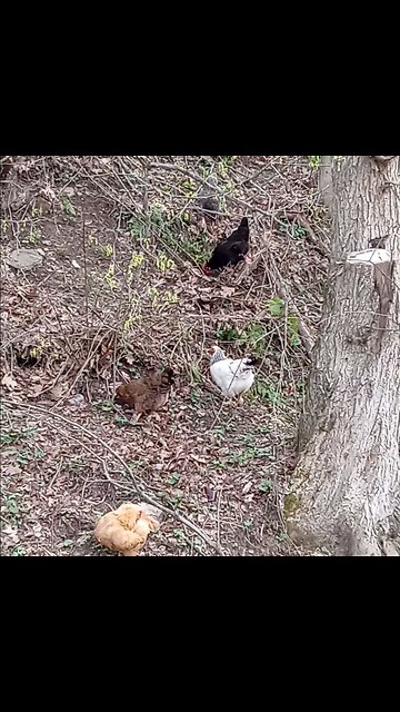 Roosters watching their girls