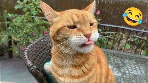 Funny Dogs And Cats Videos 2024 😅- Best Funnies Animal Video Part28