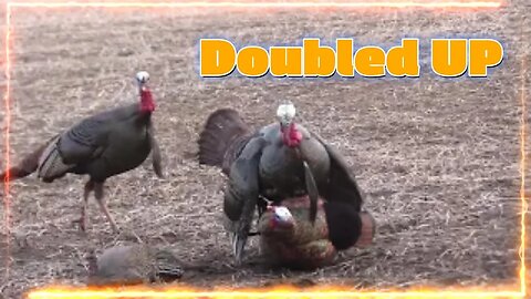 Turkey hunting with a bow! A double on opening morning.