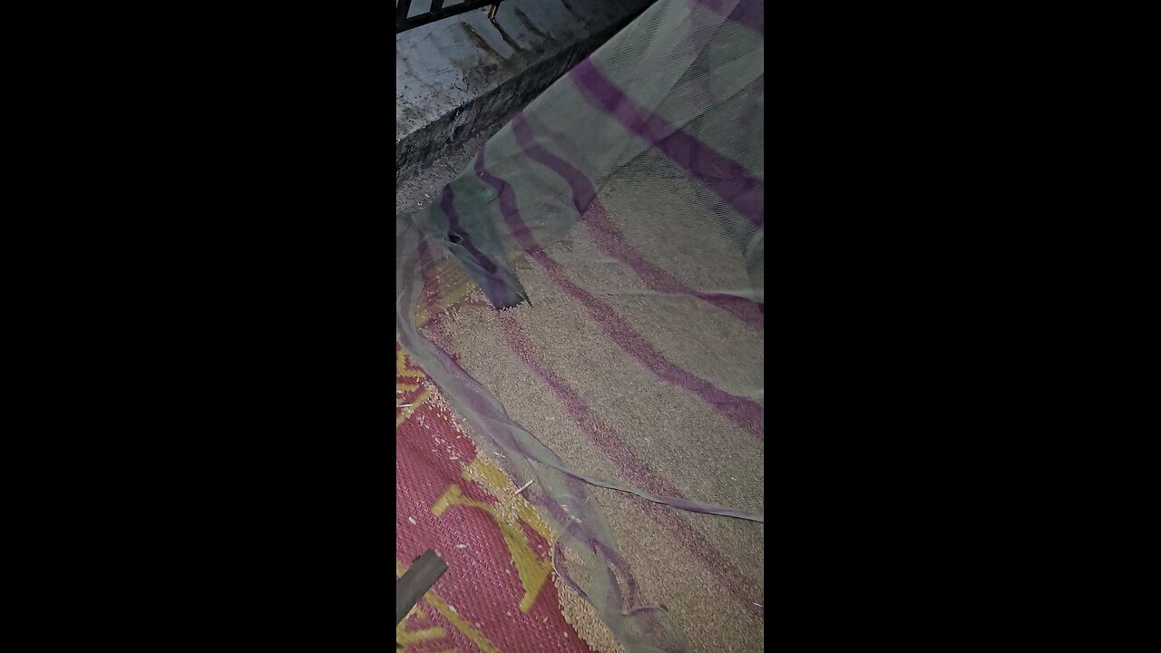 Pigeon in net
