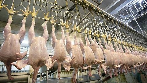 "Unveiling the Reasons: Why EU Banned USA Chicken Imports Since 1997"