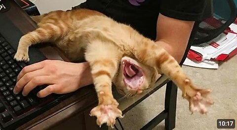 Cat Is a Born Comedian 😂 Funny Cats Videos 2025