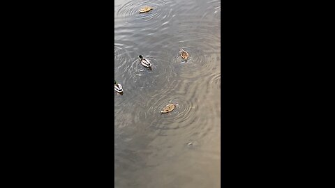 Mallard Ducks 🦆 #mallardducks #ducks #duck #followme #shorts #trending #viral