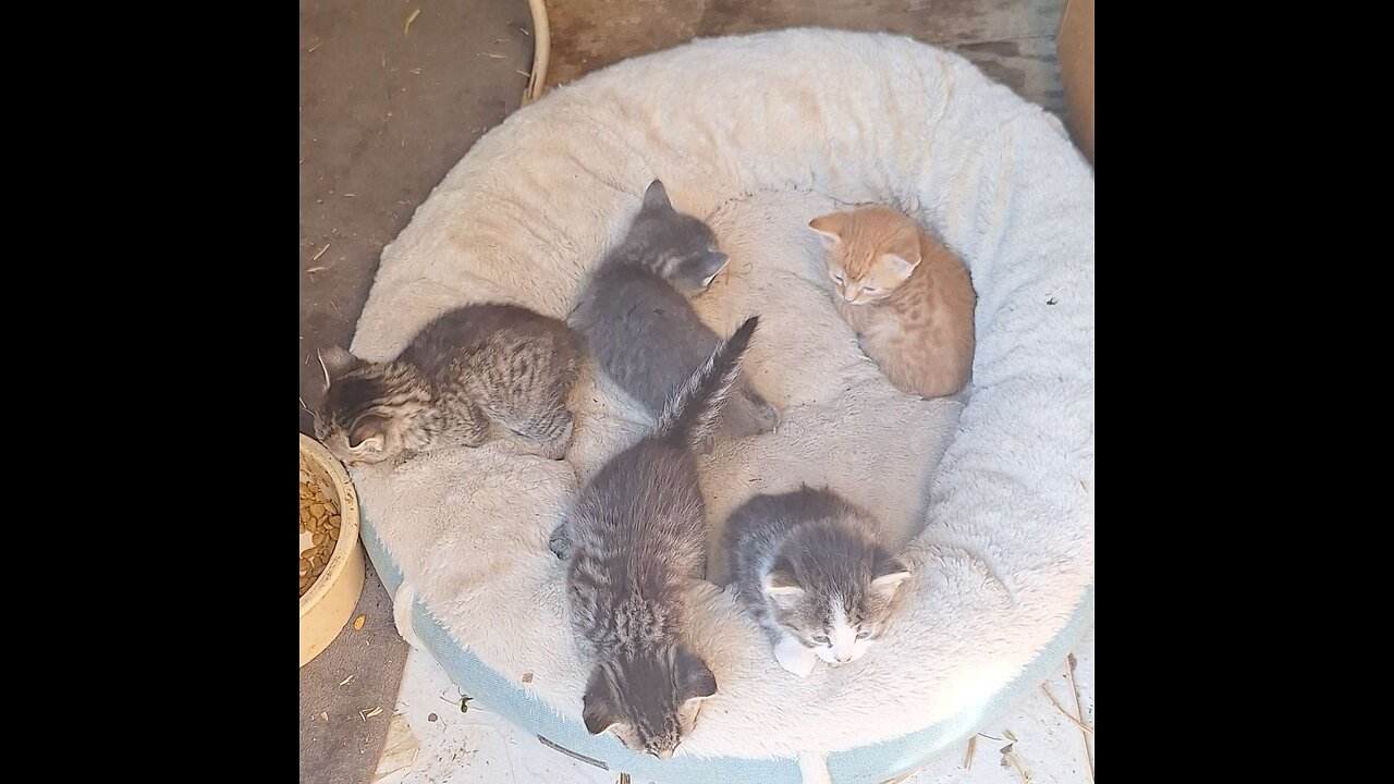 Kitten livestream!