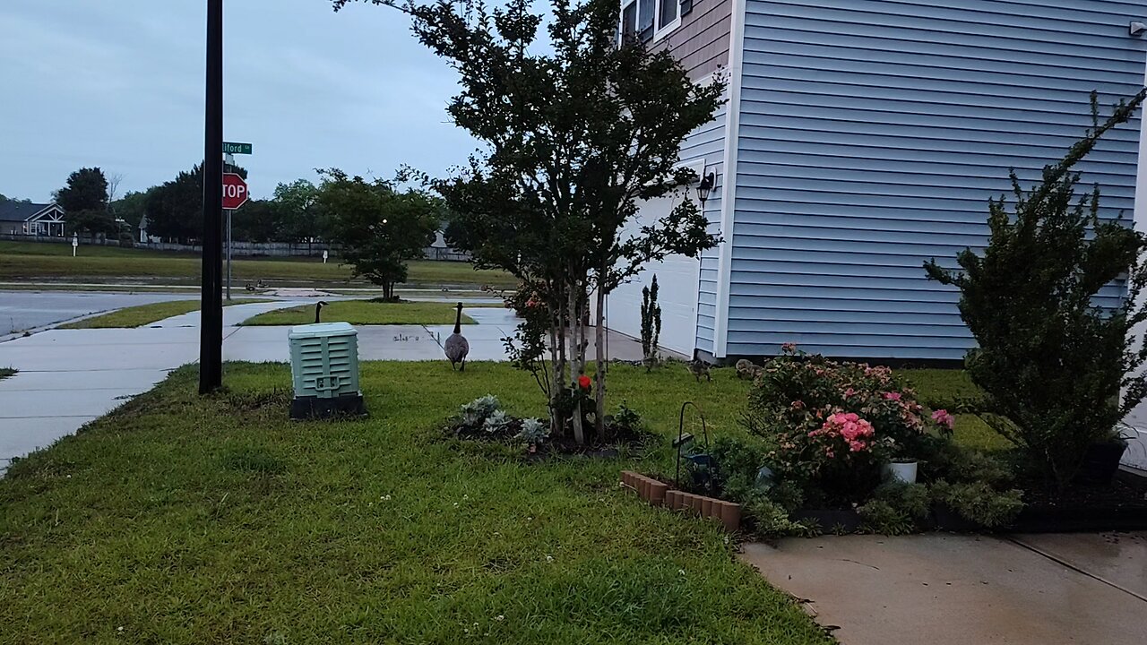 The little goose family!