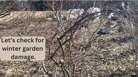 2025 Garden Overview: What Survived Winter?