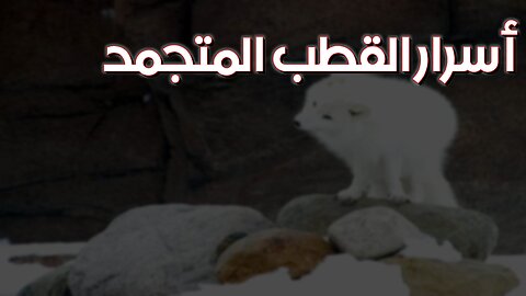 أسرار القطب المتجمد: حيوانات مذهلة! ✨ #القطب_الشمالي #حيوانات_نادرة #طبيعة
