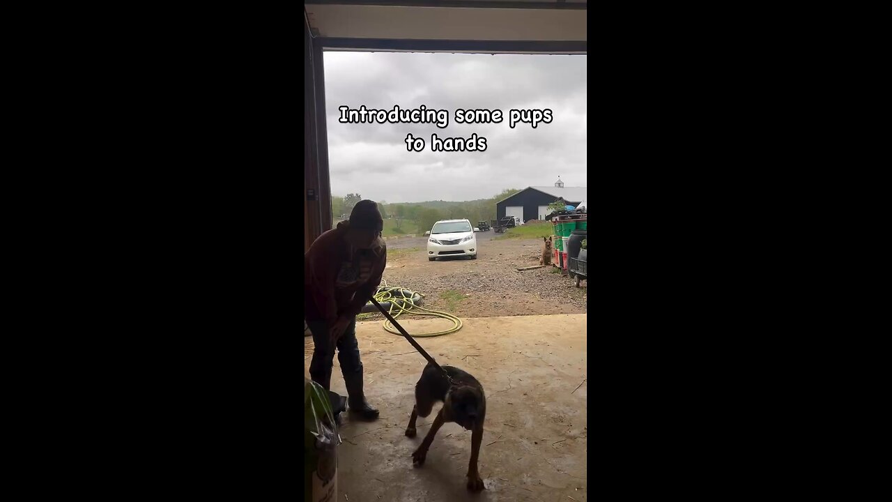 Young pup starting bite work