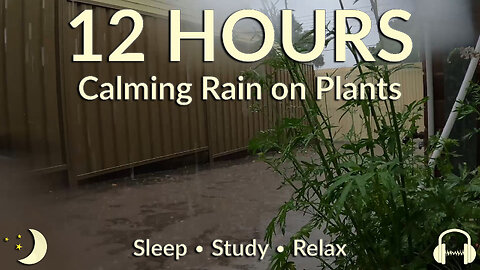 12 Hours of Australian Rainstorm Ambience | Soothing Rain on Plants for Sleep, Study & Relax