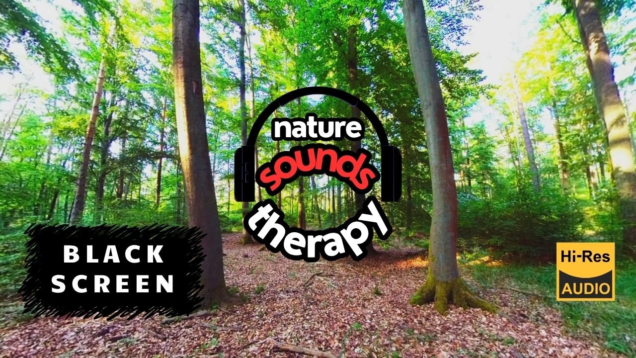 BLACK SCREEN Forest and Birds_ Pure Relaxation with Nature Sounds