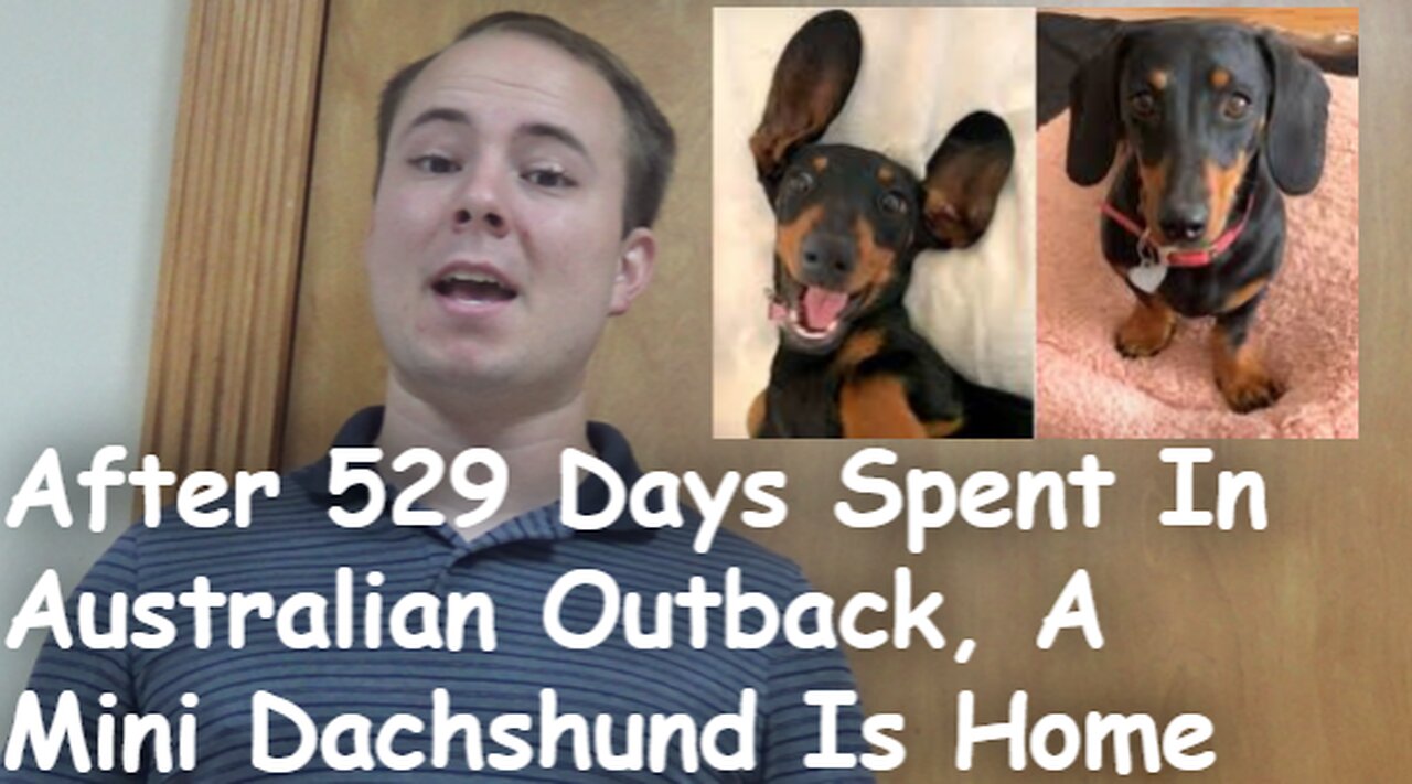 After 529 Days Spent In Australian Outback, A Mini Dachshund Is Home