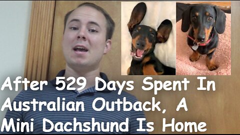 After 529 Days Spent In Australian Outback, A Mini Dachshund Is Home