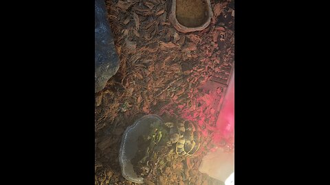 East hermann tortoise