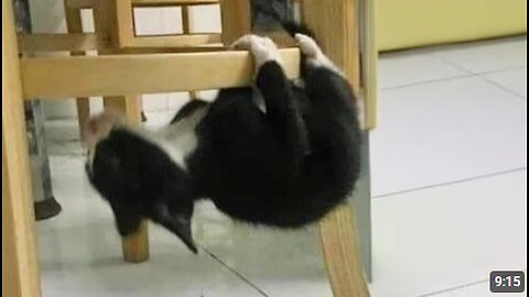 Get a KITTEN That’s Way Too Dramatic 🤣 Funny Cat Videos