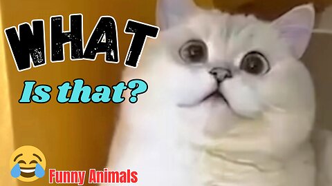 What is that? funny Pet Video