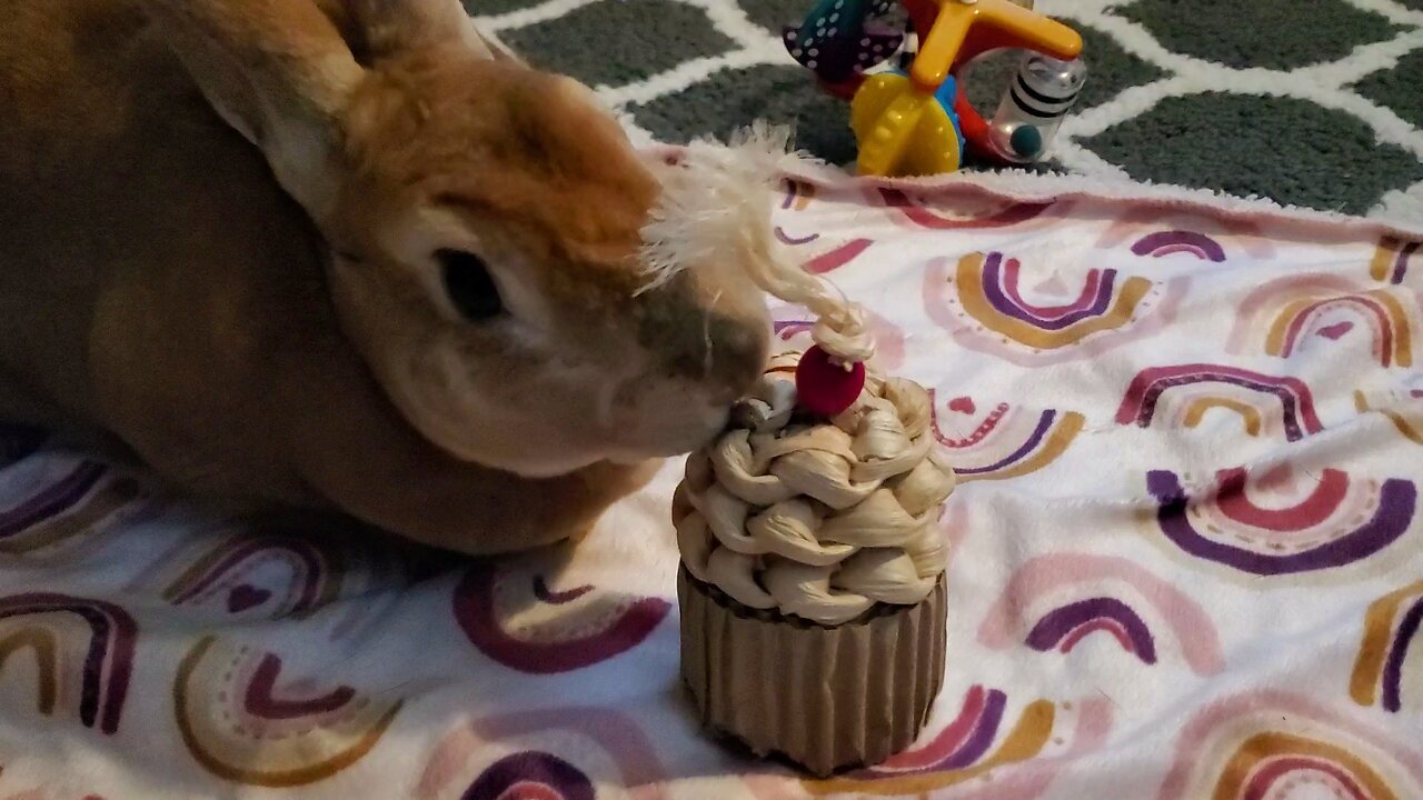 Happy 4th Birthday, Harley Bunny!