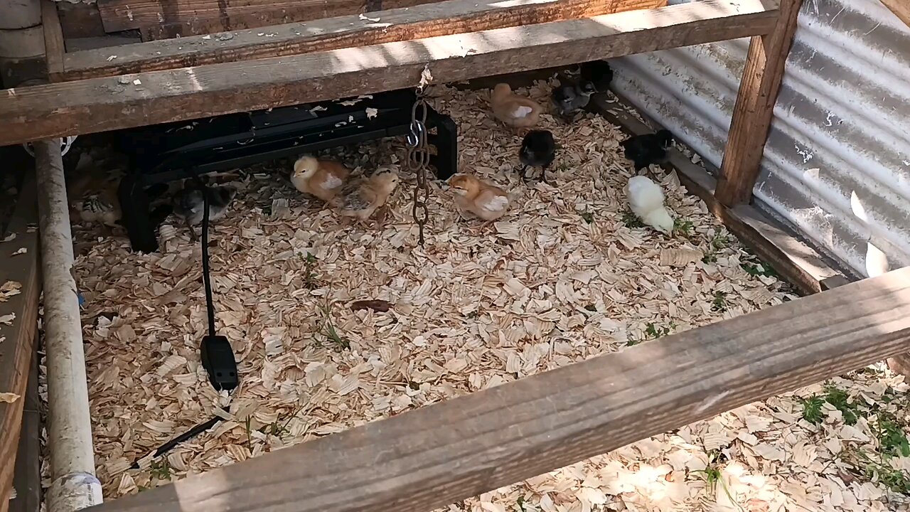 Happy Easter and our 14 New Chicks