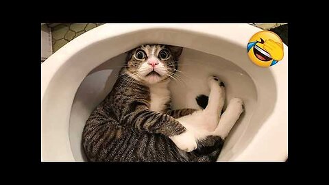 Funniest Cats and Dogs Clip 2025😼🐶Try Not To Laugh😜