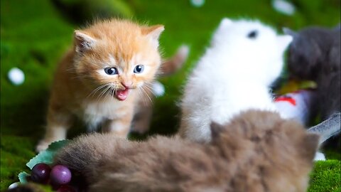 Kittens Calling Animals: Dog, Pig, Chicken, Duck, Rabbit, Horse - Cat Video